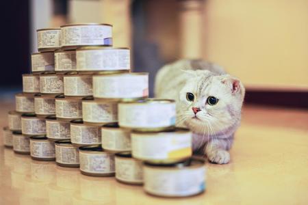 cat tuna.jpg