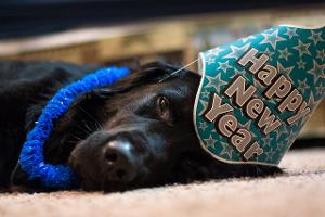 Silvester Tiere Getty Images.jpg