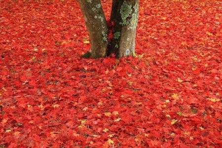 indian summer indian summer