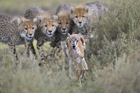 die besten tierfotos die besten tierfotos