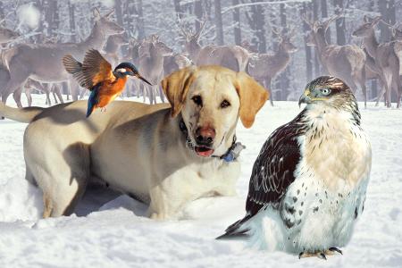 tiere im winter