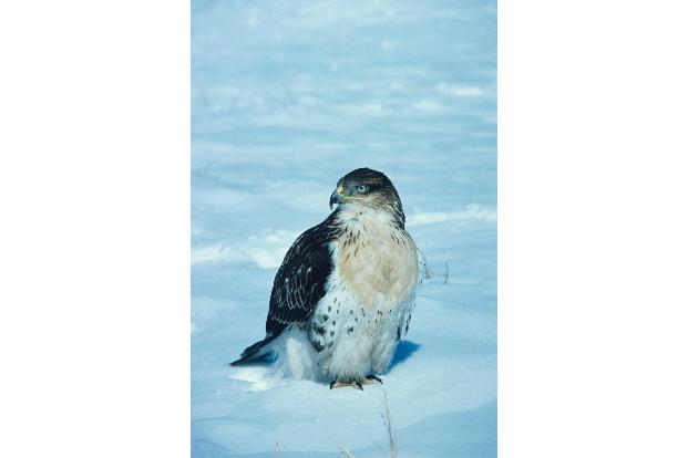 raubvvogel