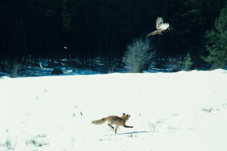 fuchs