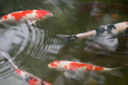fische