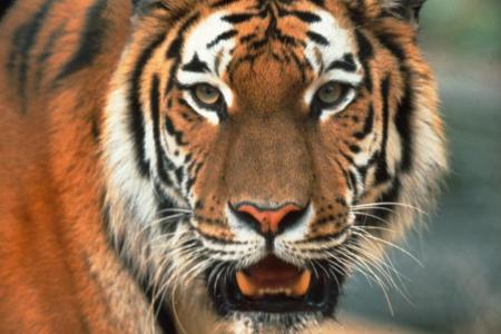Einen Tiger einschiffen