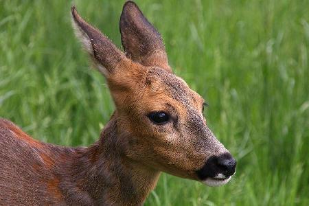 21 Rehe einfliegen