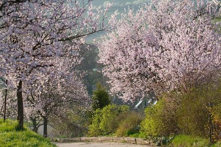 Mandelblüten