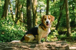 Hund Getty Images.jpg