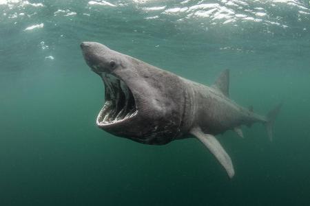 CETORHINUS MAXIMUS Basking shark (Cetorhinus maximus) feedin... CETORHINUS MAXIMUS Basking shark (Cetorhinus maximus) feedin...
