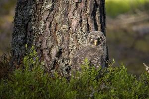Tarnen und täuschen: So verstecken sich die Tiere!