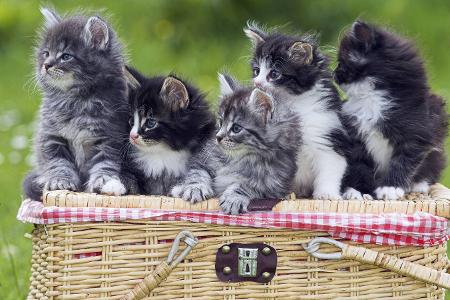niedliche katzenbabys niedliche katzenbabys