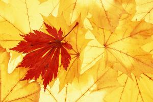 Lieber Herbst, darum lieben wir Dich!