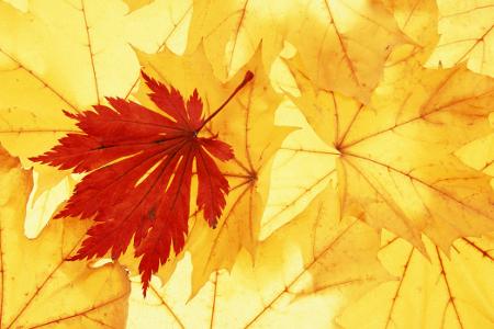 farbenfroh herbst farbenfroh herbst