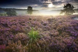 Die schönsten Heide-Fotos aus dem Herbst