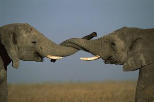 tiere monogam