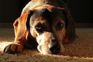 Darum sollten Sie Ihren Hund nicht mit Trockenfutter füttern