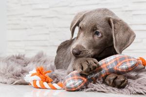 Hundeversicherungen - sinnvoller Schutz für den Alltag