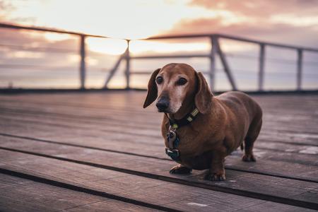 hundewelpen.jpg hundewelpen.jpg