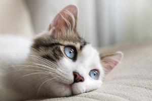 Katzen mit digitale Fütterungsautomaten erziehen