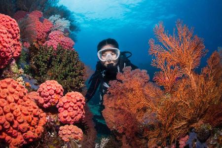 Eines der bekanntesten Tauchplätze der Welt ist das Great Barrier Reef in Australien. Rund um den Globus gibt es aber viele ... Eines der bekanntesten Tauchplätze der Welt ist das Great Barrier Reef in Australien. Rund um den Globus gibt es aber viele ...