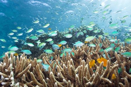 Platz 6 - Bali: Eines der schönsten Tauchparadiese Indonesiens liegt bei Menjangan. Die Artenvielfalt ist hier schier unglau...