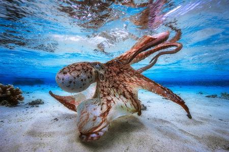 1_Underwater Photographer of the Year 2017.jpg