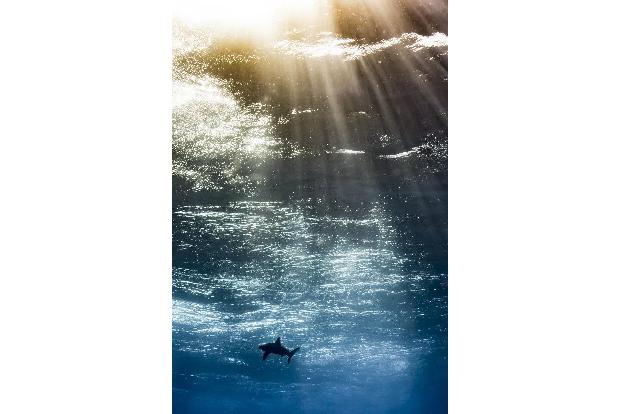 3_Up and coming Underwater Photographer of the Year 2017.jpg