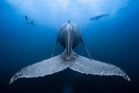 Wide-Angle_BAELEN _François_Gentle giants.jpg Wide-Angle_BAELEN _François_Gentle giants.jpg