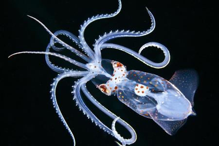 Macro_Jeff_Milisen_Sharp Eared Enope Squid.jpg