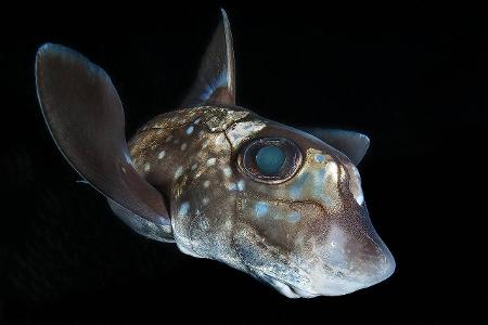 Portrait_Claudio_Zori_Chimaera.jpg
