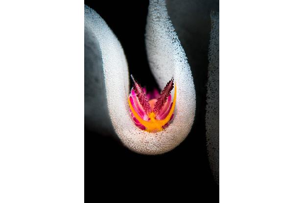 Nudibranchs_Flavio_Vailati_Inside the eggs.jpg