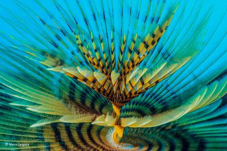 -® Marco Gargiulo_Wildlife Photographer of the Year, People's Choice .jpg