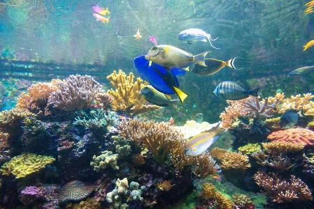 Es ist das mit Abstand größte Korallenriff der Welt: Das Great Barrier Reef vor der Ostküste Australiens. Seit 1981 zählt da... Es ist das mit Abstand größte Korallenriff der Welt: Das Great Barrier Reef vor der Ostküste Australiens. Seit 1981 zählt da...