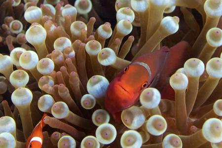 ...Anemonenfische, besser bekannt als Clownfische. Ihr Leben hängt vom Bestand der Anemonen ab, in denen die schlechten Schw...