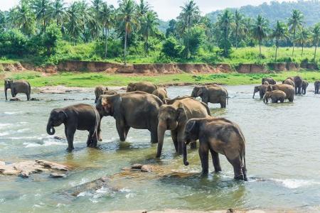 Sri Lanka auf nur ein Bild zu reduzieren, ist unmöglich. Tolle Strände, immense und faszinierende Tempelanlagen und eine une...