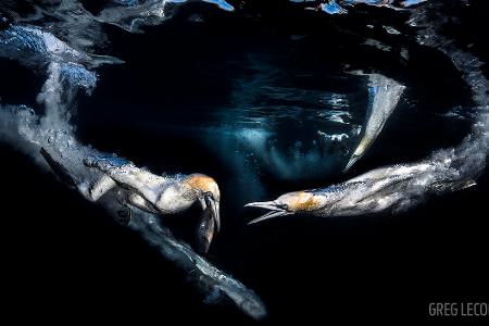 Grand Prize -® Greg Lecoeur - Scuba Diving Magazine Photo Contest 2017.jpg