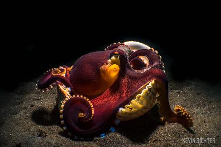 First Prize - Compact Camera -® Kevin Richter - Scuba Diving Magazine Photo Contest 2017.jpg