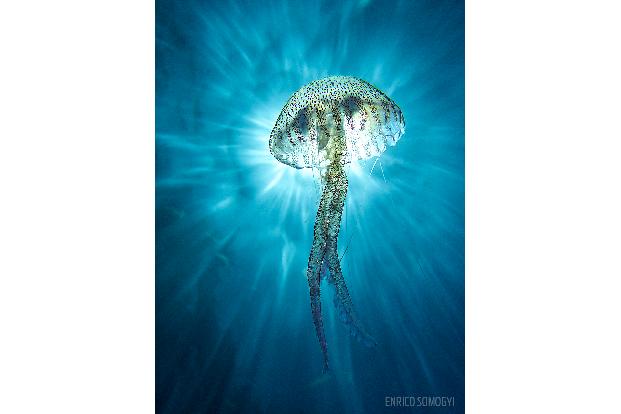 Second Prize - Compact Camera -® Enrico Somogyi - Scuba Diving Magazine Photo Contest 2017.jpg