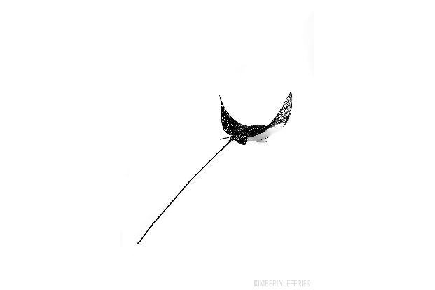 Second Prize - Conceptual -® Kimberly Jeffries - Scuba Diving Magazine Photo Contest 2017.jpg