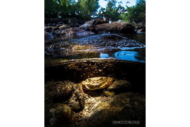 Third Prize - Compact Camera -® Francesco Pacienza- Scuba Diving Magazine Photo Contest 2017.jpg