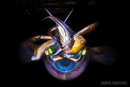 Third Prize - Macro -® Gabriel Barathieu - Scuba Diving Magazine Photo Contest 2017.jpg