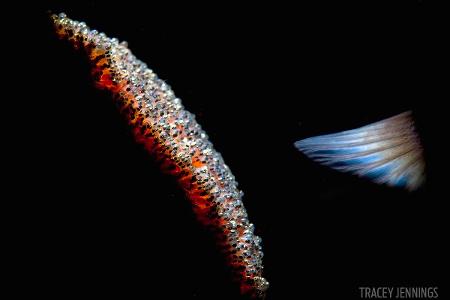Third Prize - Conceptual -® Tracey Jennings - Scuba Diving Magazine Photo Contest 2017.jpg