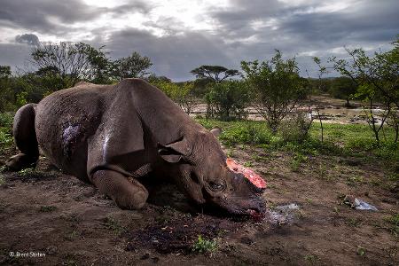 Memorial to a species -® Brent Stirton - Wildlife Photographer of the Year.jpg