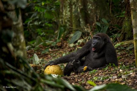 The good life -® Daniel Nelson - Wildlife Photographer of the Year.jpg