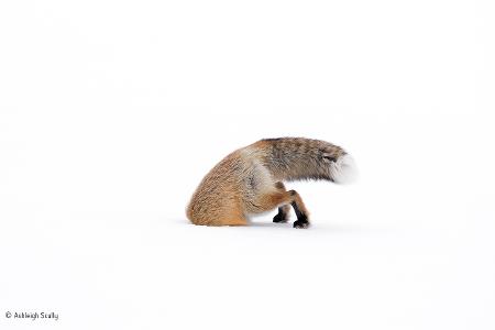 Stuck in -® Ashleigh Scully - Wildlife Photographer of the Year.jpg