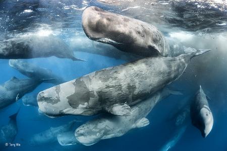 Giant gathering -® Tony Wu - Wildlife Photographer of the Year.jpg