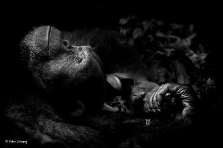 Contemplation -® Peter Delaney - Wildlife Photographer of the Year.jpg