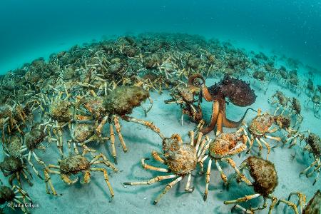 Crab surprise -® Justin Gilligan - Wildlife Photographer of the Year.jpg