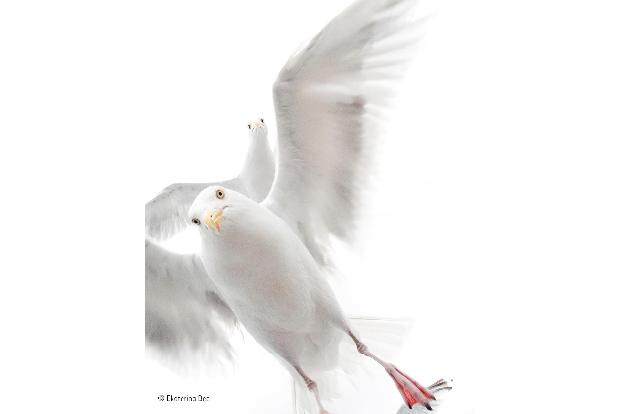 In the grip of the gulls -® Ekaterina Bee - Wildlife Photographer of the Year.jpg