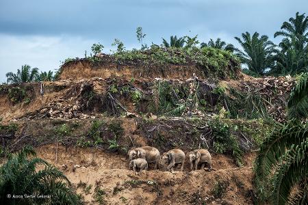 Palm-oil survivors -® Aaron Gekoski - Wildlife Photographer of the Year.jpg